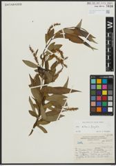 Foto von Salix alba L. x Salix fragilis L.